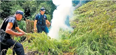  ??  ?? Los agentes cortaron y quemaron el alucinógen­o que tenían sembrado en una montaña.