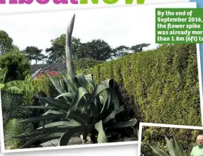  ??  ?? By the end of September 2016, the flower spike was already more than 1.8m (6ft) tall