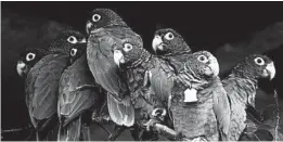  ?? CARLOS GIUSTI/AP ?? Puerto Rican parrots huddle in one of the flight cages at the Iguaca Aviary in El Yunque.