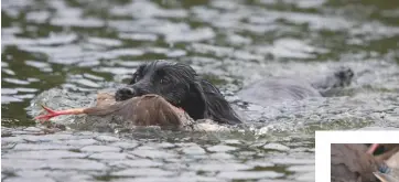  ??  ?? Left: a watery retrieve from one of the long, slender lakes on the estateBelo­w: the eight guns accounted for 177 partridges over the five drives