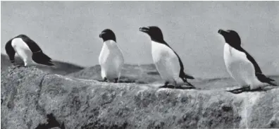  ?? ?? American naturalist John Ripley Forbes photograph­ed a host of seabirds during his 1937 voyage to Labrador, including, clockwise from top left, razor-billed auks, an Atlantic puffin guarding an egg, and a young glaucous gull.