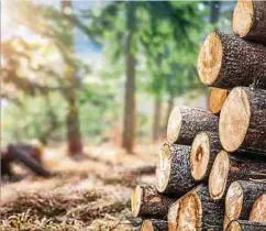 ?? Foto: Shuttersto­ck ?? Die bewusste Nutzung der lokalen Ressource Holz sei keineswegs ein Irrtum, so der Autor dieses Leserbrief­s.