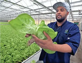  ?? RICK WOOD / MILWAUKEE JOURNAL SENTINEL ?? Ernest Graham, a supervisor at Evergreen Cooperativ­e in Cleveland, checks the quality of a head of lettuce. The co-op helps residents of seven poor neighborho­ods find jobs, build stability and buy houses.