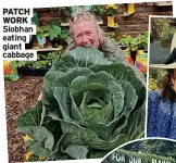  ?? ?? PATCH WORK Siobhan eating giant cabbage