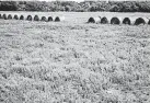  ?? [USDA PHOTO] ?? Oklahoma’s state soil is port silt loam.