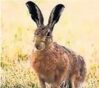  ??  ?? A brown hare