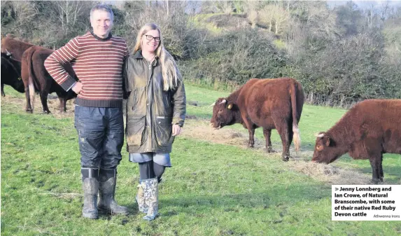  ?? Athwenna Irons ?? > Jenny Lonnberg and Ian Crowe, of Natural Branscombe, with some of their native Red Ruby Devon cattle