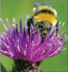  ??  ?? This rare Great Yellow bumblebee was seen in Caithness