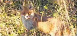  ??  ?? A fox looking through the hedge and wondering how to get at the chickens