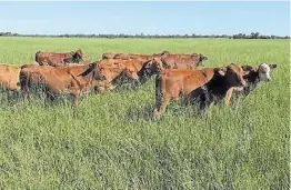  ?? ?? *Nota de redacción: el autor es Coord. del programa de forrajes, pasturas y pastizales del INTA.
Pasto. El gatton ocupa 4 millones de hectáreas en el norte del país.