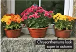  ?? ?? Chrysanthe­mums look super in autumn