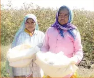  ?? — Reuters ?? Women farmers Hira Kanjarya (Left) and Kanchen Kanjarya pose and show their cotton at a field in Mayapur village in the Indian state of Gujarat.