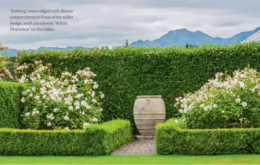  ??  ?? ‘Iceberg’ roses edged with Buxussempe­rvirens in front of the taller hedge, with Escallonia ‘White Profusion’ on the sides.