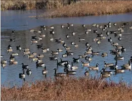  ?? ?? The best gift is sometimes the present of peace and the time to savor scenes in the natural world, among them, a gathering of Canada Geese in a local pond.