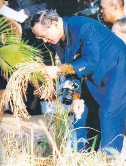  ?? SOMCHAI POOMLARD ?? His Majesty King Bhumibol Adulyadej The Great harvests rice in an experiment­al paddy field in Prachin Buri.