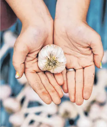  ?? FOTO: CAVAN/IMAGO IMAGEE ?? Knoblauch ist als Würz- und Heilpflanz­e weltweit gefragt und verbreitet.