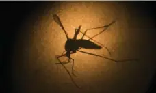  ?? FELIPE DANA/THE ASSOCIATED PRESS FILE PHOTO ?? Experts believe mosquitoes remain the driving force behind the spread of the Zika virus, however, intimate contact may account for more infections that previously suspected.