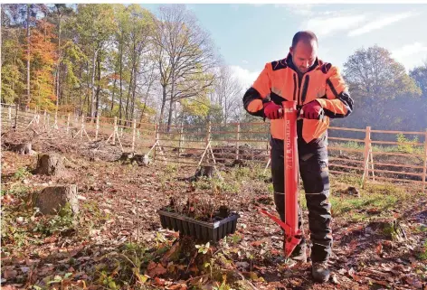  ?? FOTO: TOM PETERSON ?? Mehr als 500 Bäume in zwei Stunden: Mit einem sogenannte­n Pflanzrohr haben Marc Schikowski und seine Kollegen eine Fläche am Rand der Stadt Völklingen mit Baum-Setzlingen bepflanzt.