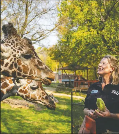  ?? (Des Moines Register/Zach Boyden-Holmes) ?? Blank Park Zoo CEO Anne Shimerdla feeds Jakobi and Skye, two of the zoo’s giraffes Oct. 8 in Des Moines, Iowa.