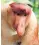  ??  ?? The success of male proboscis monkeys was found to depend on their sizeable snouts