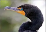  ?? Special to the Democrat-Gazette/JERRY BUTLER ?? Double-crested cormorants can eat up to a pound of fish per day, a menace to Arkansas fish farmers.