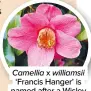  ??  ?? Camellia x williamsii ‘Francis Hanger’ is named after a Wisley curator