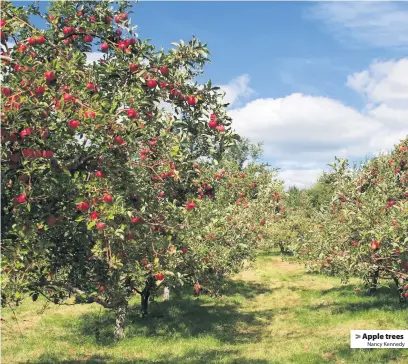  ?? Nancy Kennedy ?? &gt; Apple trees