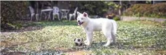  ??  ?? An Akita puppy, plays with a ball at a dog breeding center in Takasaki, Gunma prefecture.