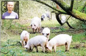  ?? (Courtesy pics) ?? Farmer Bheki Msibi (inset) pratices free range pig farming.