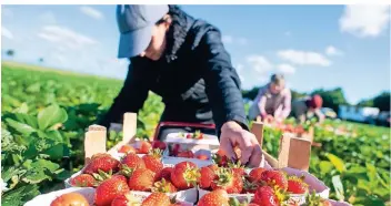  ?? ARCHIV: KLAUS-DIETMAR GABBERT/DPA ?? Eine Erntehelfe­rin pflückt auf einem Feld Erdbeeren. Der Nierster Landwirt Rainer Roos hat in diesem Frühjahr wegen Corona viel weniger Helfer als sonst.