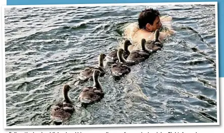  ??  ?? Follow F ll the th leader: l d Michael Mi h l and d his hi seven goslings li go for f a swim i i in a lake. lk Right: Ri ht A greylag l goose