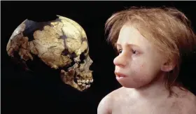  ??  ?? Précision. Crâne du Roc de Marsal (Dordogne) et reconstitu­tion d’un jeune néandertal­ien par Elisabeth Daynès, à partir du moulage du fossile. Grâce à un synchrotro­n, l’âge réel des enfants de Neandertal a pu être calculé à quelques semaines près.