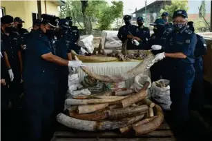  ?? (AFP via Getty I mages) ?? Ma l aysia’s customs officers disp l ay some of the 6,000kg of seized e l ephant tusks at the customs comp l ex in Port K l ang in Se l angor