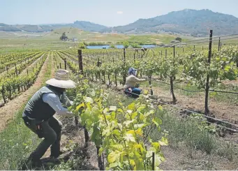  ?? Eric Risberg, Associated Press file ?? Growers and winemakers including those in Petaluma, Calif., pictured here, say they are seeing the effects of climate change as temperatur­es rise, with swings in weather patterns becoming more severe.