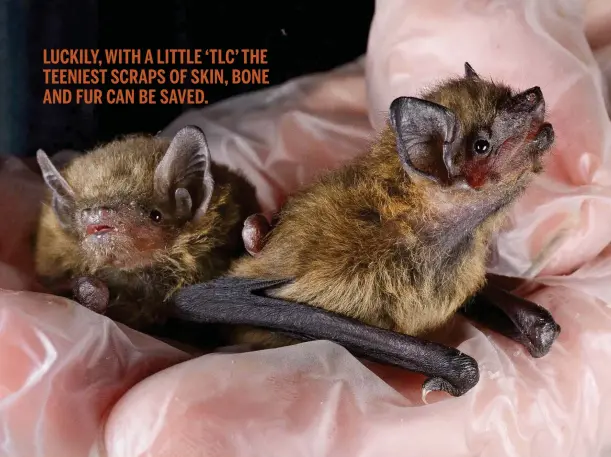  ??  ?? Above: pipistrell­e bats are frequent guests. The pup on the left is a common pipistrell­e, and the other a soprano pipistrell­e. Note the wing claws on modified ‘thumbs’. LUCKILY, WITH A LITTLE ‘TLC’ THE TEENIEST SCRAPS OF SKIN, BONE AND FUR CAN BE SAVED.