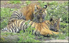  ?? HT FILE ?? A tiger normally demarcates 1012 square km as his or her territory and does not allow a rival to enter.