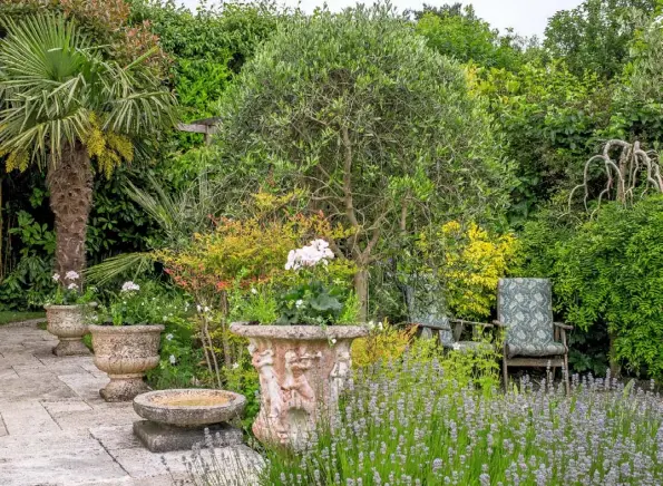  ??  ?? FOLIAGE CONTRASTS (clockwise from above) The lower terrace, with spiky chamaerops, olive and weeping pagoda tree; cotinus ‘Royal Purple’ echoes the red Acer palmatum; see-through Stipa gigantea with strappy astelia and potted pelargoniu­ms; gold-stemmed...