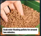  ??  ?? Soak mini-floating pellets for around two minutes.