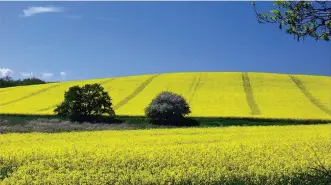  ?? ?? Culture de Colza Le colza est un atout très important et probableme­nt une chance unique pour développer notre agricultur­e et réduire notre dépendance