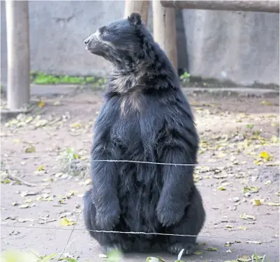  ?? Silvana colombo ?? Uno de los osos de anteojos que será derivado a una reserva en Perú