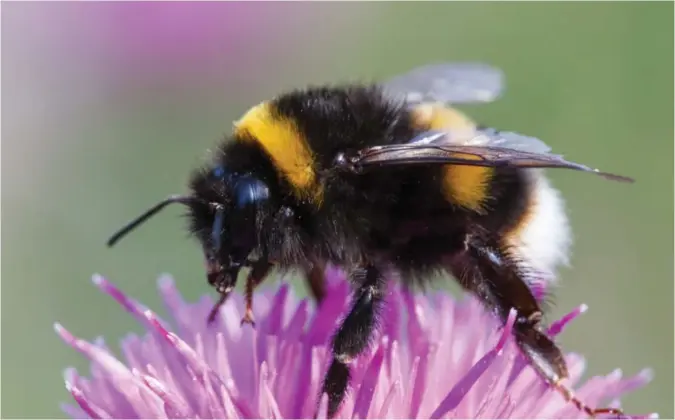  ?? NTB SCANPIX ?? Naturmangf­aldet treng ikkje strigla plenar og snorbeine barlind-hekkar, naturmangf­aldet treng daude trestammar, kratt og uklipte plenar med ustelte kantar.