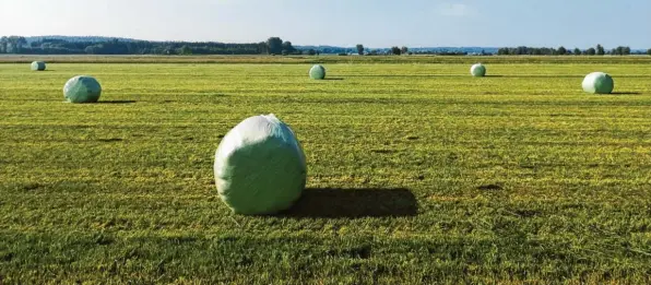  ?? Foto: Schrallham­mer ?? Flächen des Wiesenbrüt­erschutzes wurden während der Brutzeit in der Gemeinde Buttenwies­en großflächi­g abgemäht. Das ruft kritische Naturschüt­zer auf den Plan.