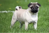  ?? ?? LOS PUG tienen una esperanza de vida promedio más corta que otras razas