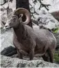  ?? JIM O’DONNELL ?? Big horn sheep are a common sight in and around the Río Grande Gorge.