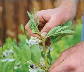  ?? ?? When pinching out broad beans, keep the tender tips for salads