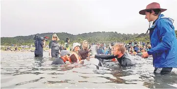  ??  ?? Volunteers look after a pod of stranded pilot whales as they prepare to refloat them after one of the country’s largest recorded mass whale strandings, in Golden Bay, at the top of New Zealand’s South Island on Sunday. — AFP photo