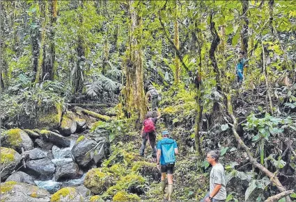  ?? EL PAÍS ?? Incursión. Un grupo de investigad­ores durante una expedición a través del Bosque Protector Los Cedros.