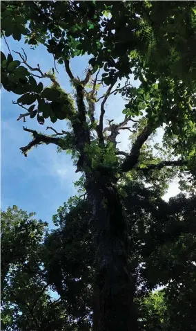  ?? ?? 200 anyos nga punoan sa bawuno/baluno sa Rizal Shrine, Dapitan (Hulagway kuha ni Beatriz de Vera)