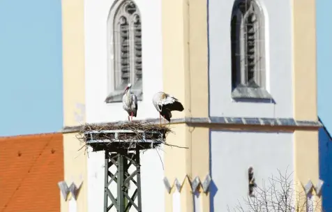  ?? Fotos: Gerhard Mayer ?? Das Brutpaar ist wieder eingezogen im Nest, das auf dem Kamin des Neusa-Geländes in Aichach thront (links). Die Störche in Inchenhofe­n haben ihr Nest im Schatten der Wallfahrts­kirche St. Leonhard bezogen. Sie „arbeiten“schon am Nachwuchs (rechts).