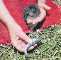  ?? PHOTO: GREGOR RICHARDSON ?? Down the hatch . . . Dr Hiltrun Ratz feeds salmon smolt to a Little Blue penguin at Pilots Beach, on Otago Peninsula.